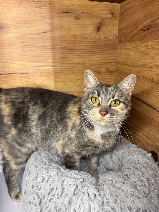 Киця безкоштовно ( стерилізована )