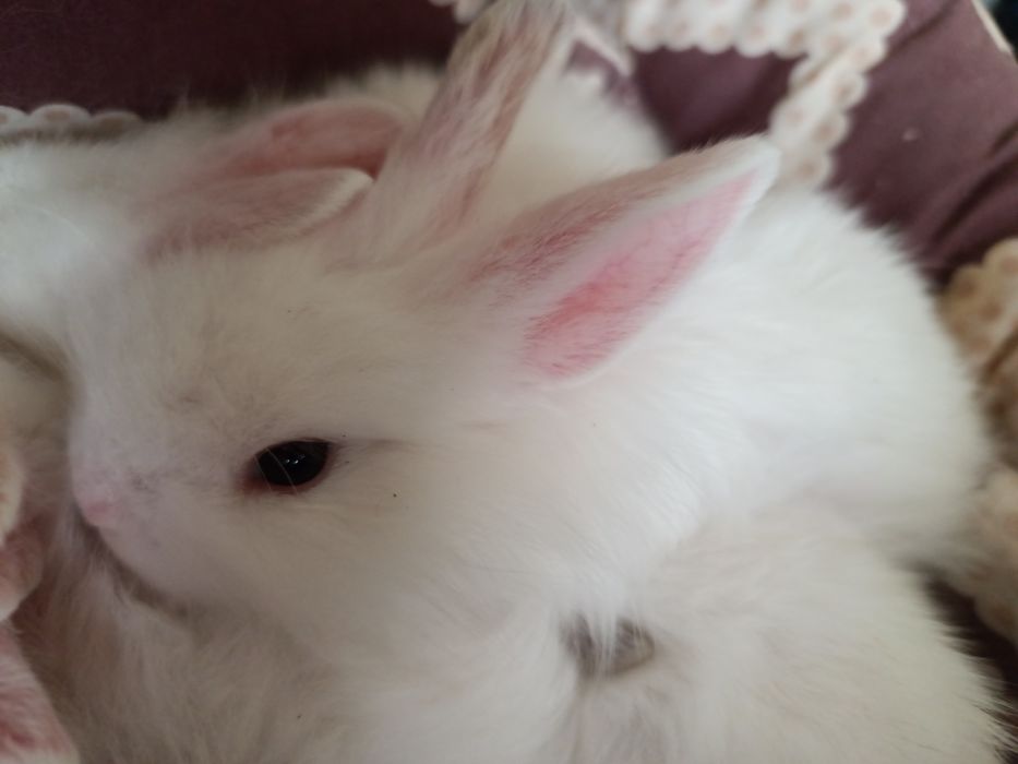 Кроленята, декоративни, біленькі