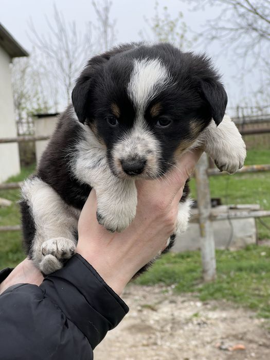 Цуценя дівчинка