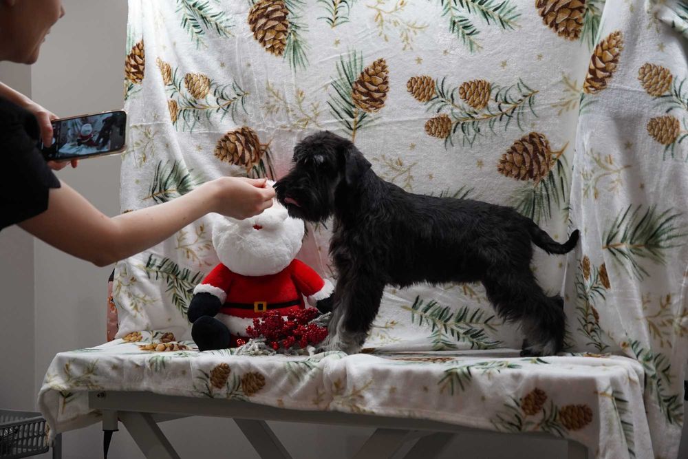 Suczka sznaucer miniaturowy