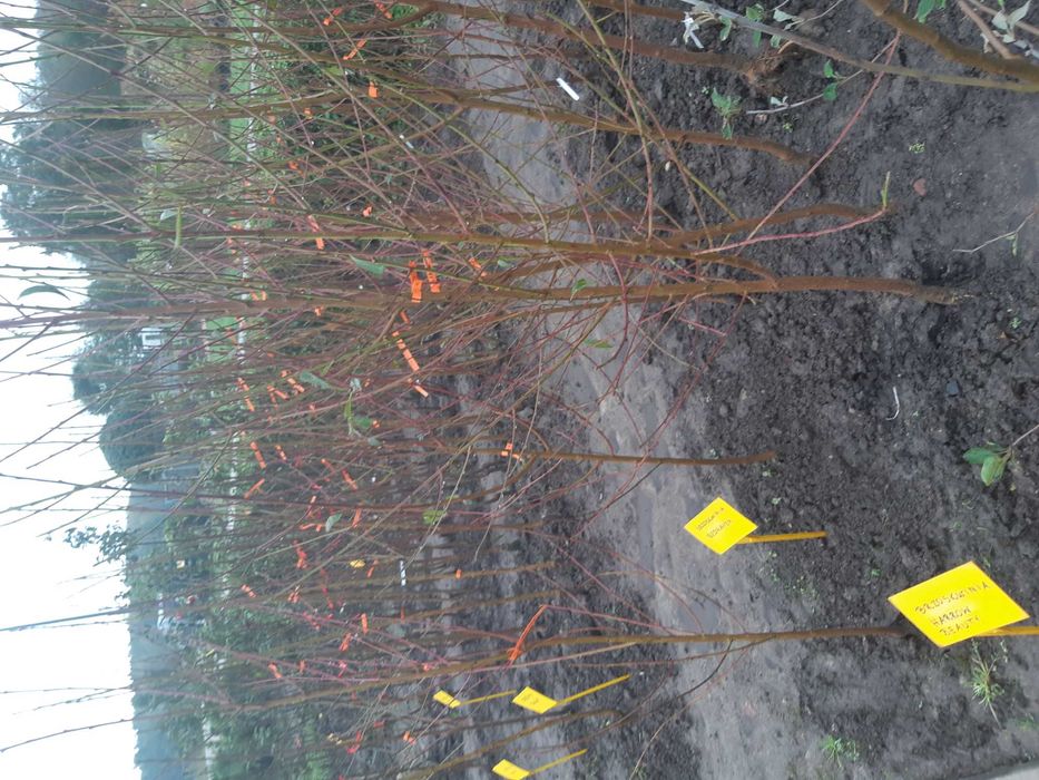 Drzewka krzewy owocowe