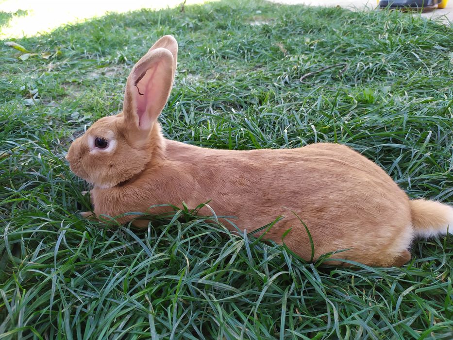 Продам кроликів бургундія