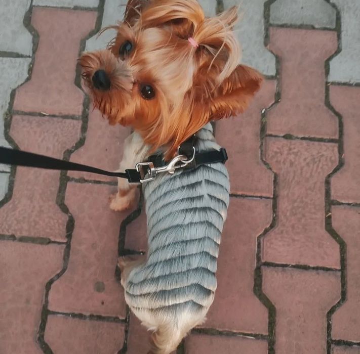 Стрижка йорків , та собак малих порід , грумінг