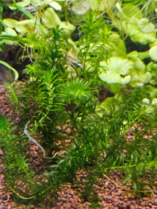 Alternanthera Rosanervig