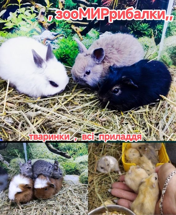 хом'як джунгарський крихітний новорічний подарунок