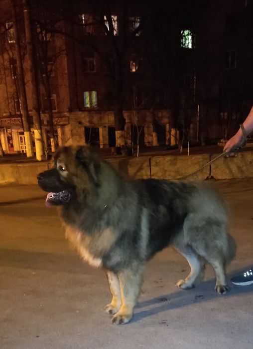 Кобель кавказской овчарки КСУ.Вязка.