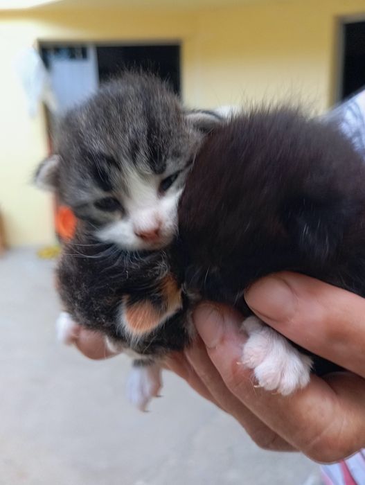 Gatinhos para adopção responsável