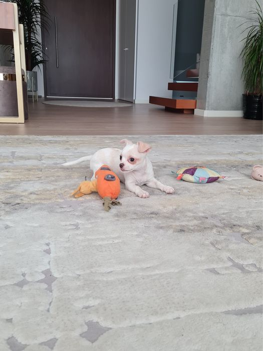 Excelente mini menino Chihuahua/Chiuaua Linhagem Russa de Qualidade