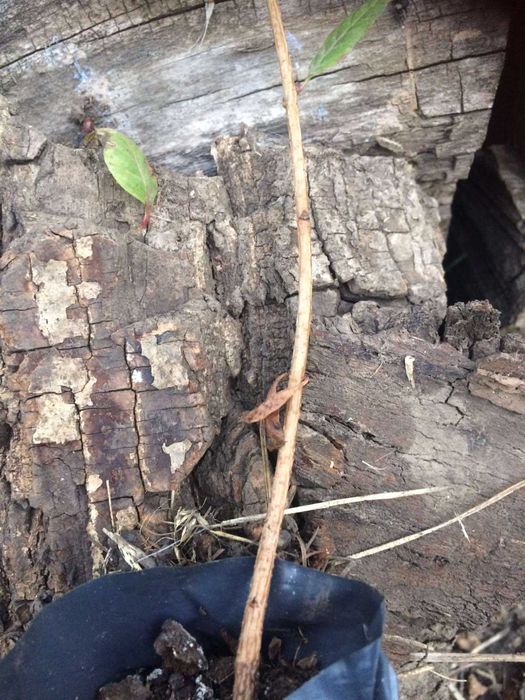 Саженцы фисташки / Саджанці фісташки