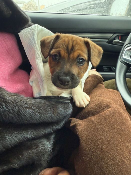 Дівчата джек рассел  і один хлопчик