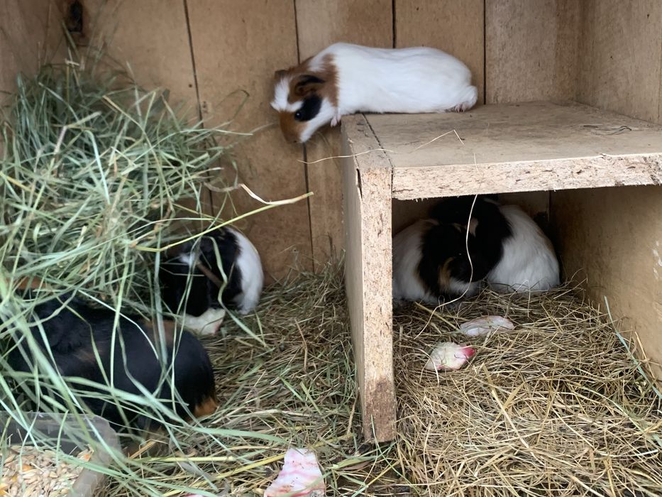 Морські свинки молоді так і старші