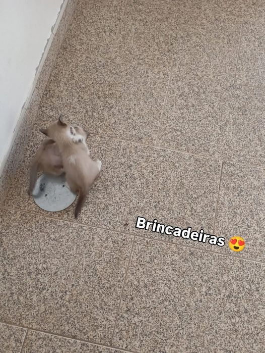 Gatos bebés para adoção