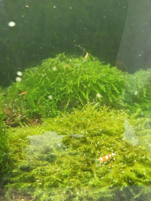 Mchy do akwarium