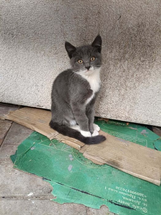 котик,котики в добрі руки
