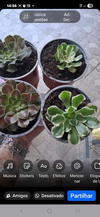 Aeonium de cor variadas , rosetas já com raiz