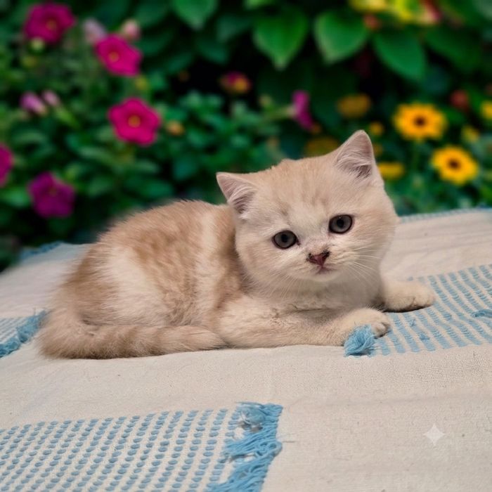Gatinho scottish straight bicolor