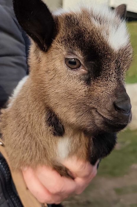 Cabra micro anã e cabritinho micro anão