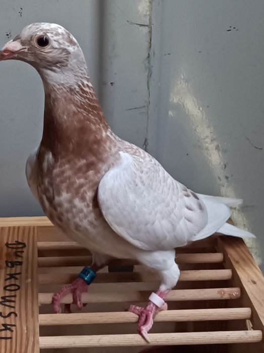 Gołębie pocztowe pstry andaluz