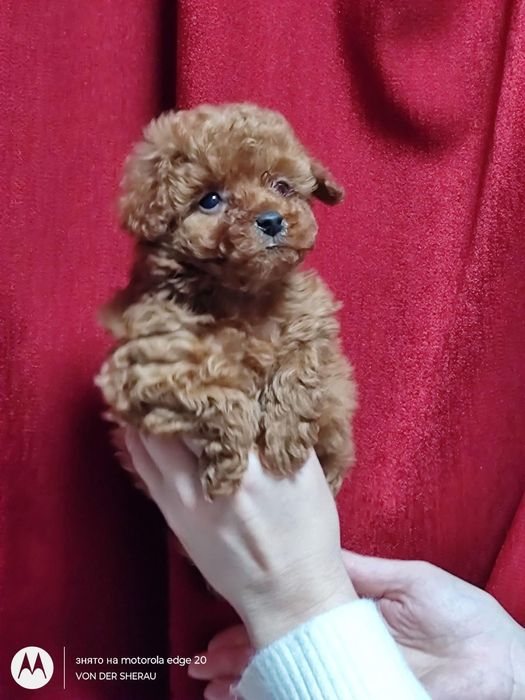 Маленька дюймовочка