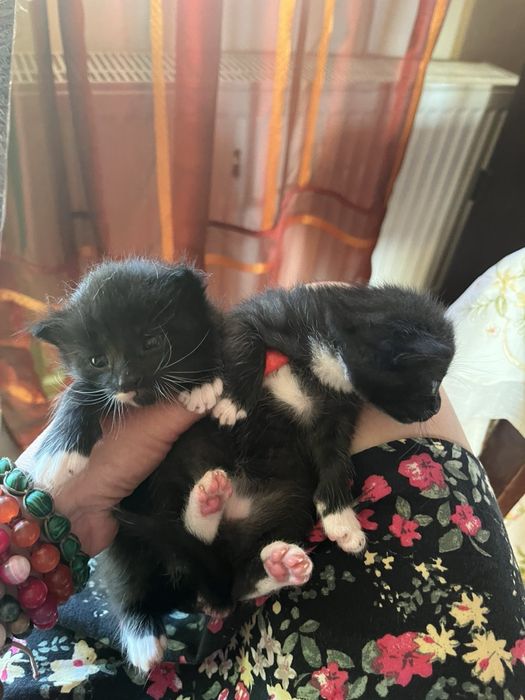 Кошенятка в добрі руки