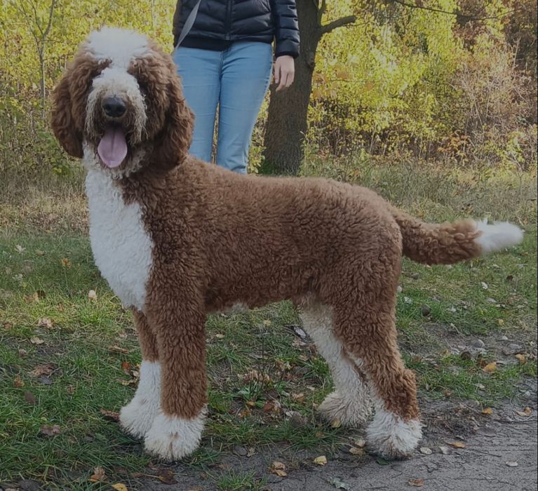 Urocza suczka pudel standart Giant.duży pudel.