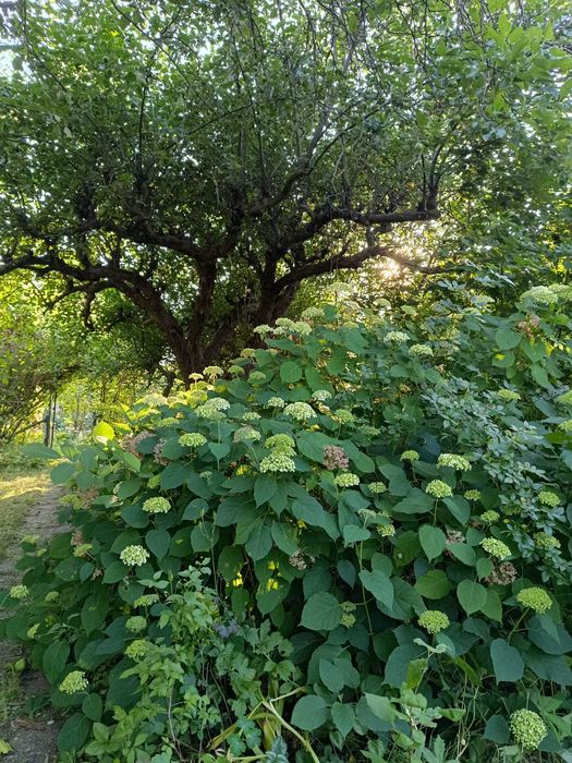Działka ROD 340 mkw z nasadzeniami, domkiem i mediami w świetnej lokalizacji - Mokotów (ROD Warszawianka) - Idzikowskiego, Sobieskiego, Piaseczyńska - View 6