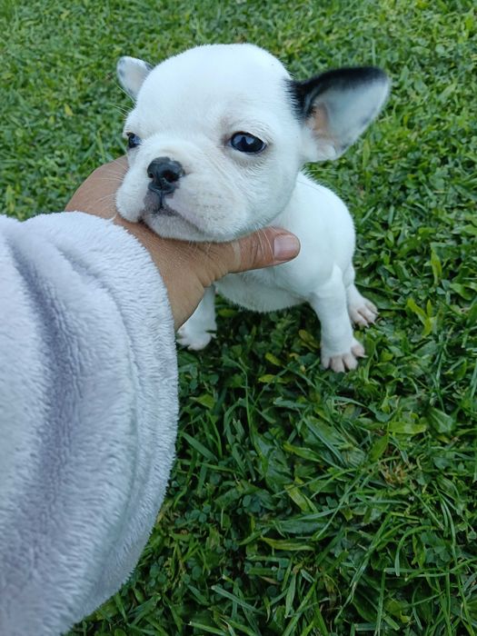 Bulldog francês fêmea