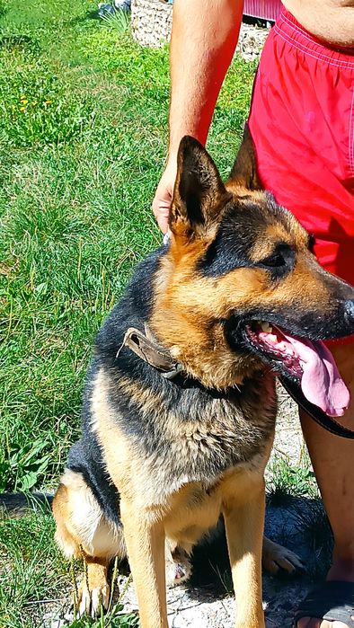 Німецька вівчарка для в'язки