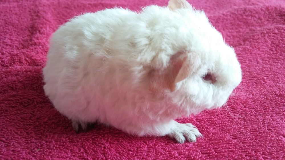 małe świnki morskie (teddy) szukają nowego domu