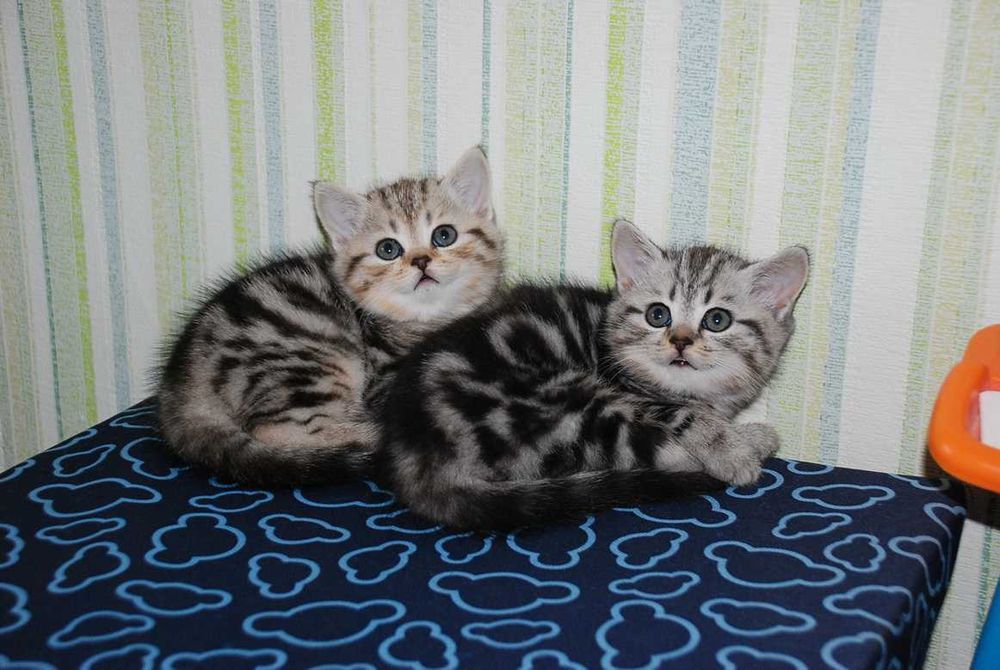 Мраморного окраса шотландские котята