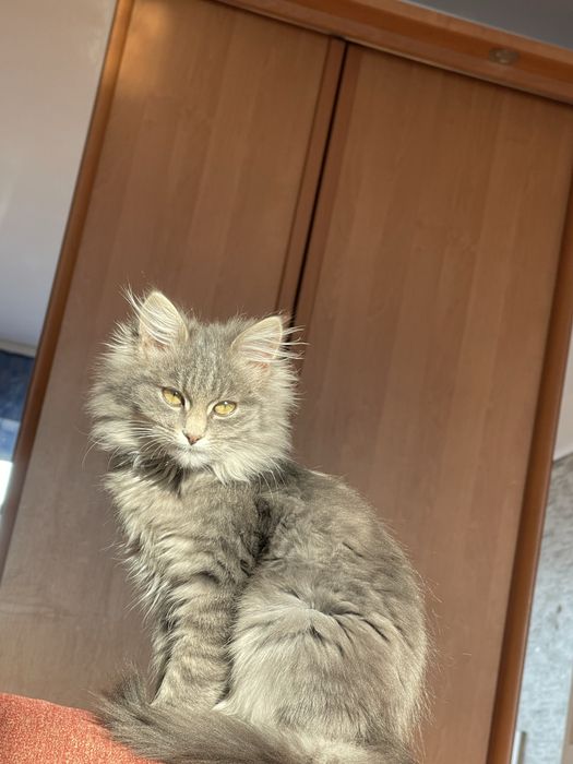 Віддам котика в добрі руки