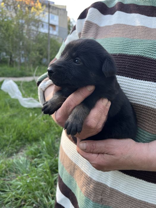Цуцики в пошуках родини! Хлопчики та дівчатка