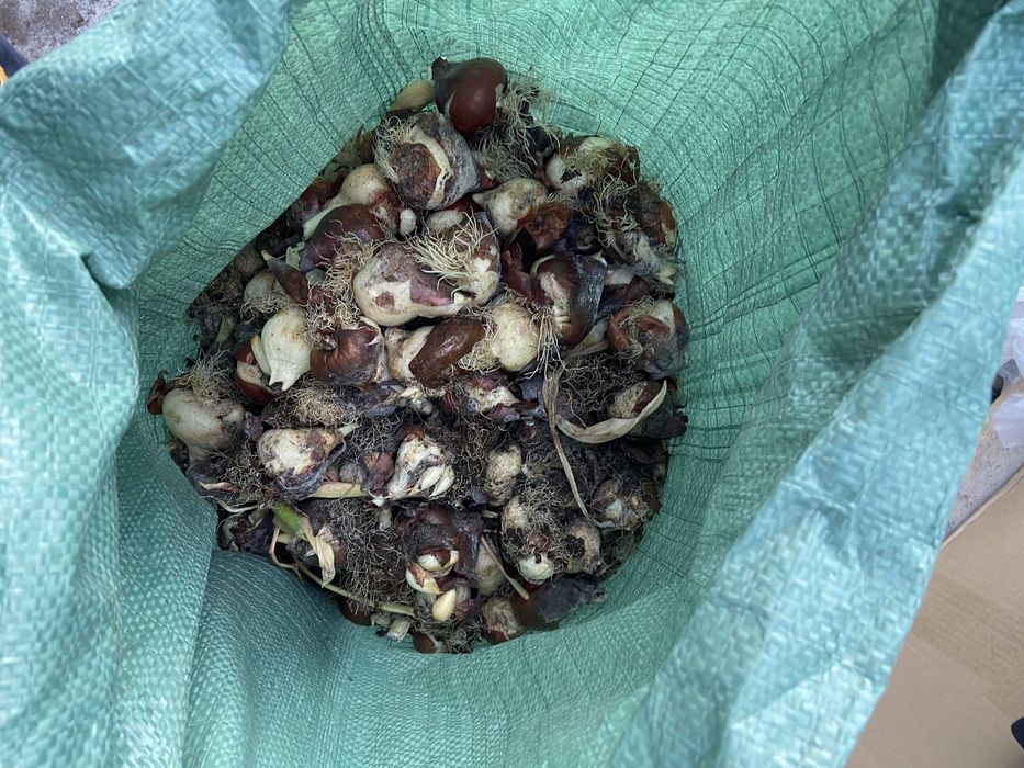 цибулі тюльпанів MIX