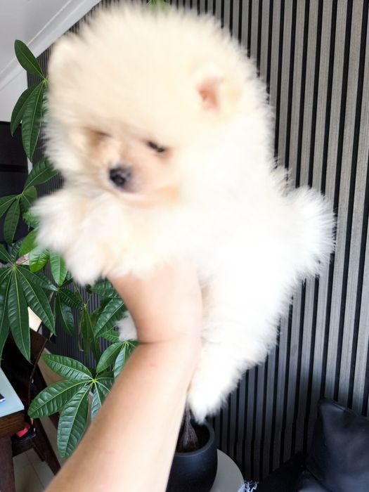 Spitz Mini. .Lulu da Pomerânia. LOP e Afixo Menina Espetácular Mini .