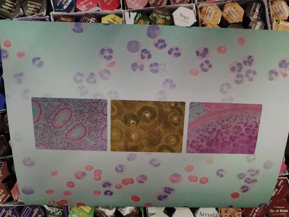 Практикум з гістології, цитології та ембріології. О.М.Гробовий, Ю.Б.Ча