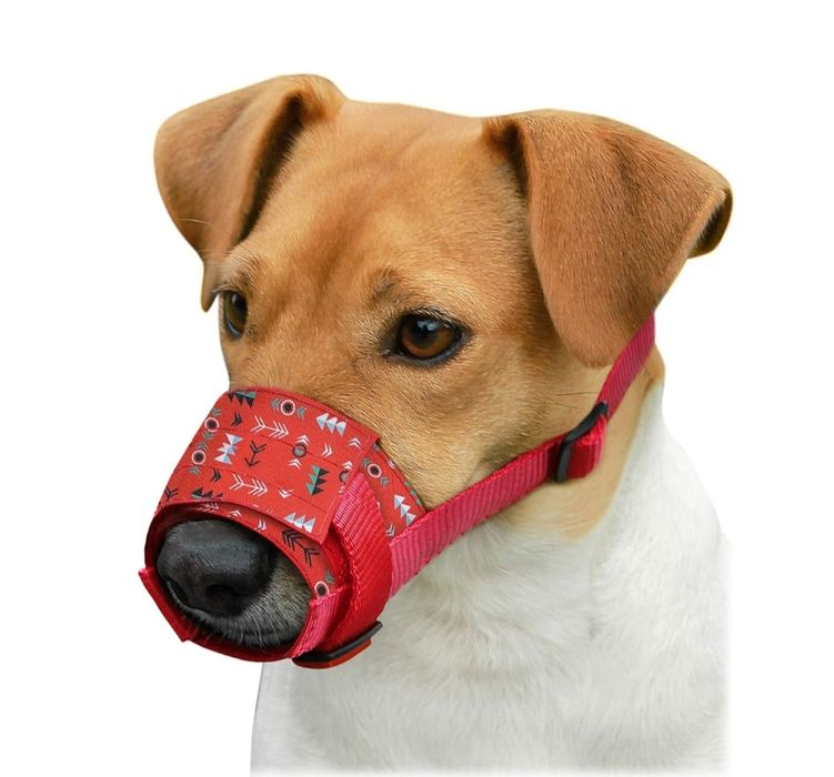 CollarDirect Kaganiec dla psa xs/s