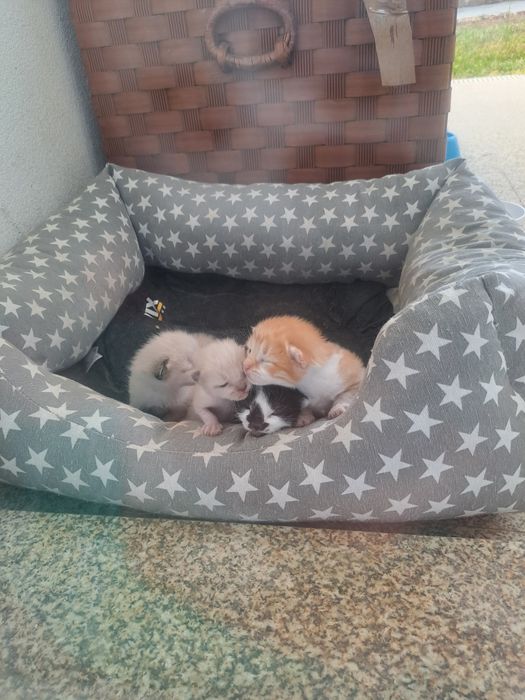 Gatos para adopção