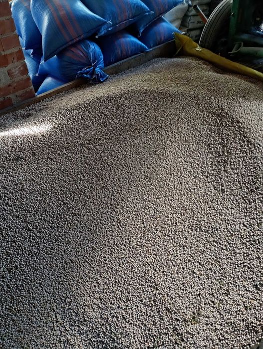 Łubin gorzki biały