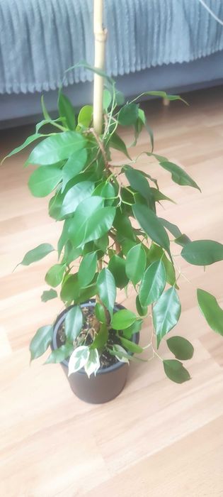 Kwiatek Ficus Benjamina
