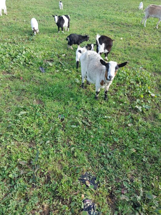 Cabras de raça ana