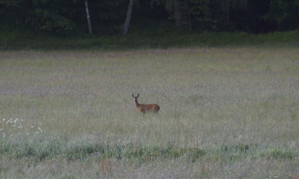Tiny silent house river wynajem domek jacuzzi las cisza wynajme