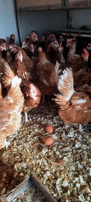 Кури несушки Ломанбраун