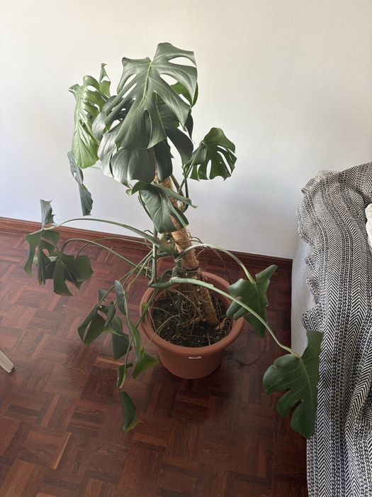 Monstera deliciosa (8 anos) – planta grande e saudável
