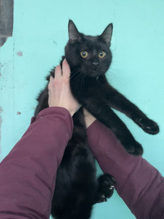 Котенок кошка черная