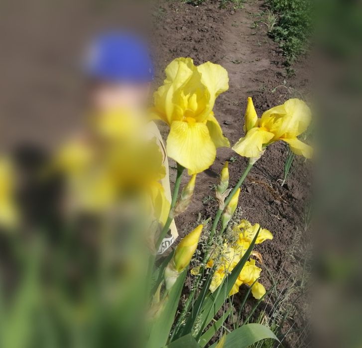 Продам Іриси сортові великі