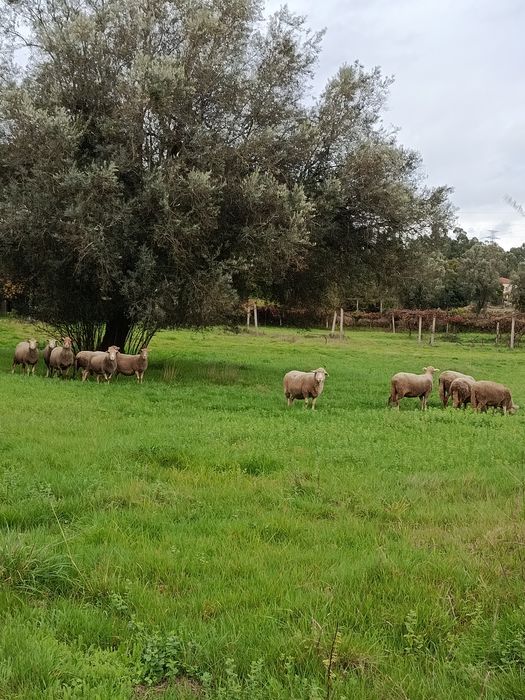 Borregos cruzados de Ile France