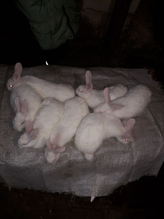 Продам кроликів породи панон