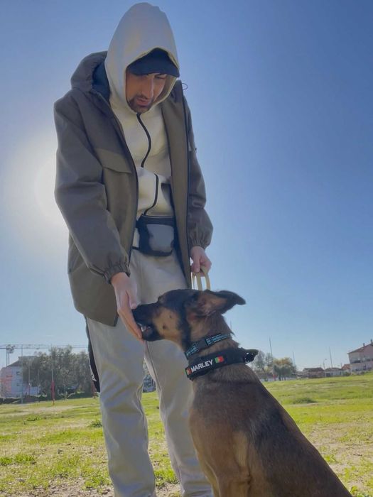 Treino Canino Balanceado em Lisboa e Setúbal – Treinador Alemão