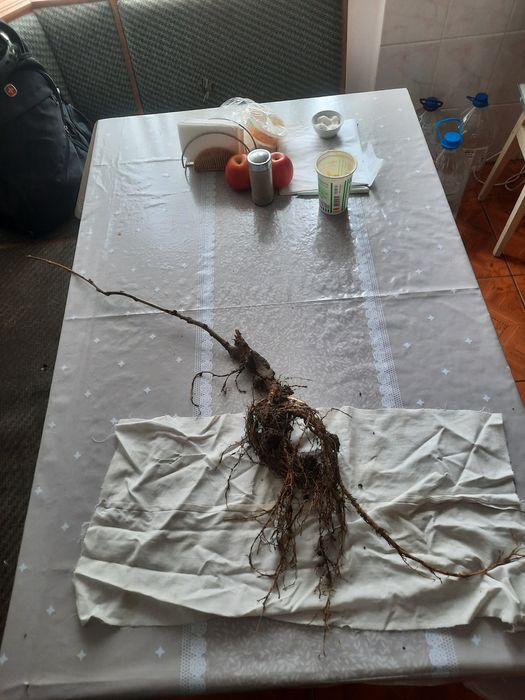 Продам Гліцинію світло фіолетову