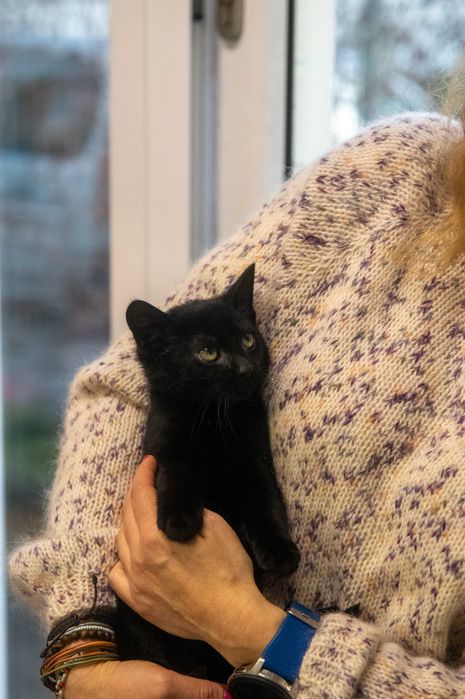 Słodki Hebanek szuka domu